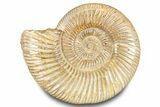 Polished Jurassic Ammonite (Perisphinctes) - Madagascar #283205-1